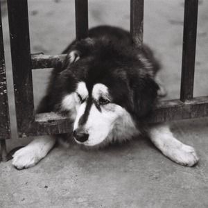 Meet your Posher, Jonas